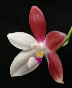 Phalaenopsis tetraspis