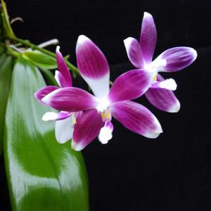 Phalaenopsis tetraspis