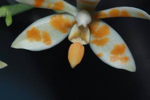 Phalaenopsis maculata