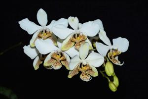 Phalaenopsis stuartiana