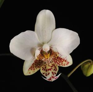 Phalaenopsis stuartiana