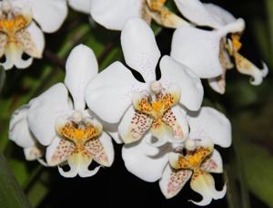 Phalaenopsis stuartiana