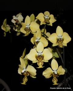 Phalaenopsis stuartiana