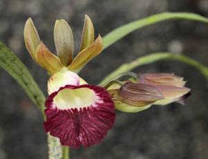 Galeandra minax