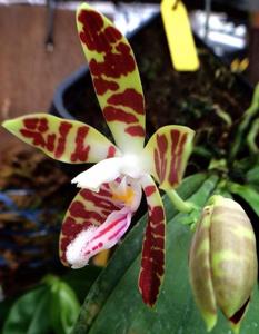 Phalaenopsis sumatrana