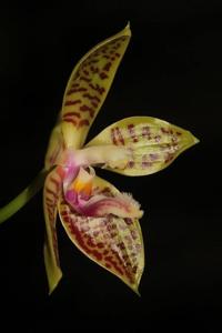 Phalaenopsis sumatrana