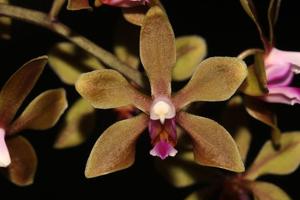 Phalaenopsis taenialis