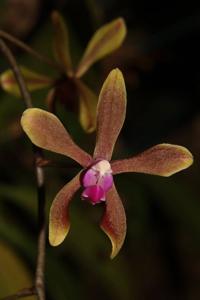 Phalaenopsis taenialis