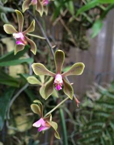 Phalaenopsis taenialis