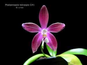 Phalaenopsis tetraspis