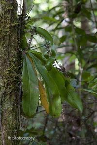 Phalaenopsis venosa