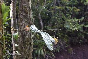 Phalaenopsis venosa