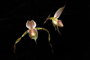 Paphiopedilum stonei