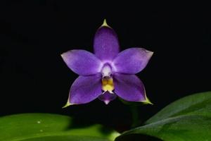 Phalaenopsis violacea