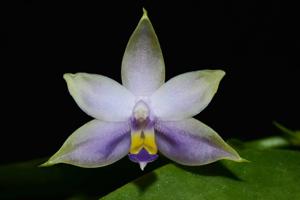 Phalaenopsis violacea