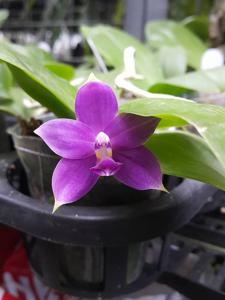 Phalaenopsis violacea