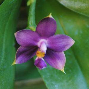 Phalaenopsis violacea