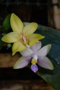 Phalaenopsis violacea