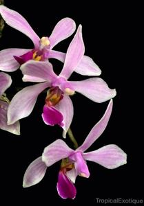 Phalaenopsis wilsonii