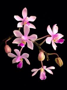 Phalaenopsis wilsonii