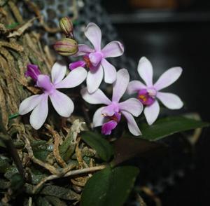 Phalaenopsis wilsonii