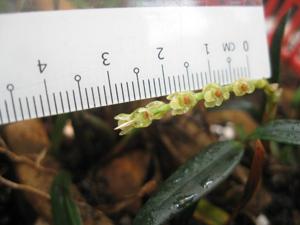 Coelogyne carnea var. pumila