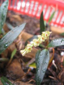 Coelogyne carnea var. pumila