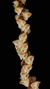 Coelogyne pallida