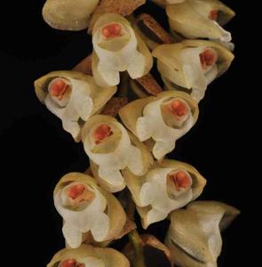 Coelogyne pallida