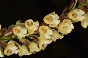 Coelogyne pallida