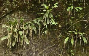 Coelogyne pallida