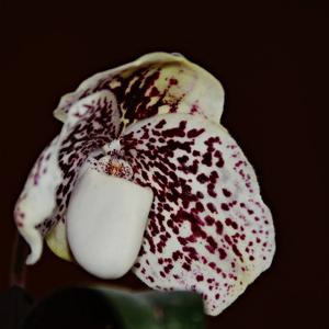 Paphiopedilum leucochilum