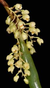 Coelogyne protracta