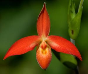 Phragmipedium dalessandroi