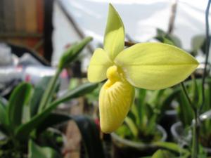 Phragmipedium besseae