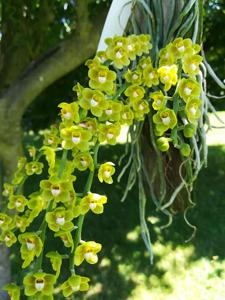 Chiloschista lindstroemii