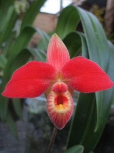 Phragmipedium dalessandroi