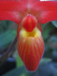 Phragmipedium dalessandroi