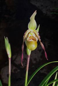 Phragmipedium caricinum