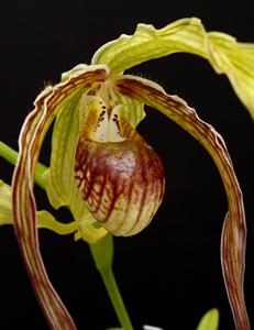 Phragmipedium humboldtii var. exstaminodium