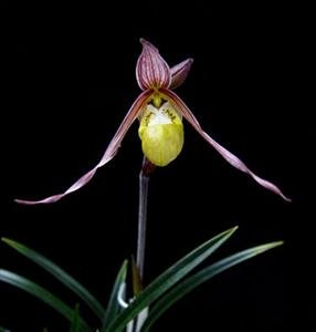 Phragmipedium klotzschianum