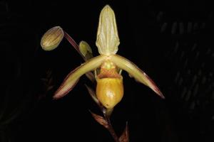 Phragmipedium lindleyanum