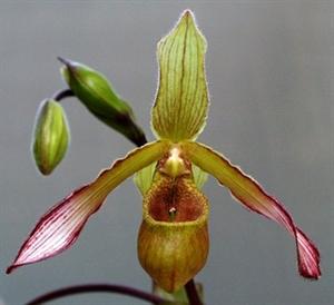 Phragmipedium lindleyanum