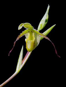 Phragmipedium longifolium