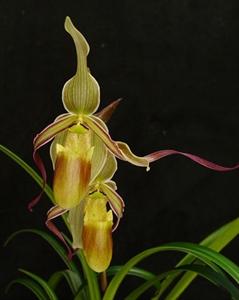 Phragmipedium longifolium var. hartwegii