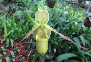 Phragmipedium longifolium