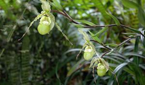 Phragmipedium pearcei