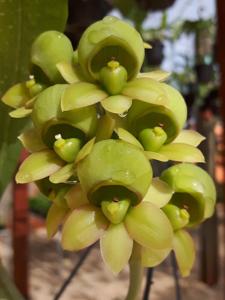 Catasetum cirrhaeoides