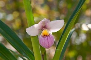 Phragmipedium schlimii