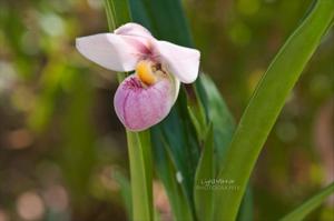 Phragmipedium schlimii